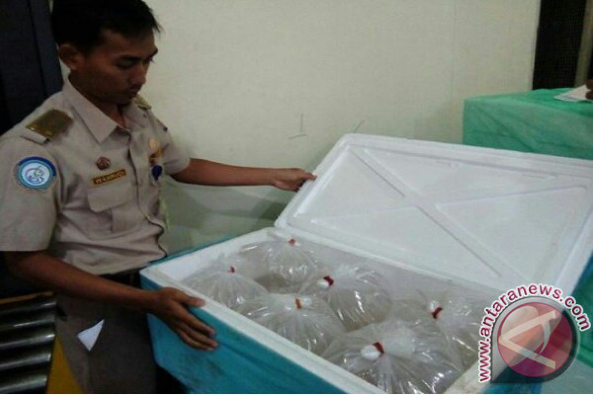 Pengiriman Ikan Konsumsi Hidup Jambi Rp7,058 Miliar