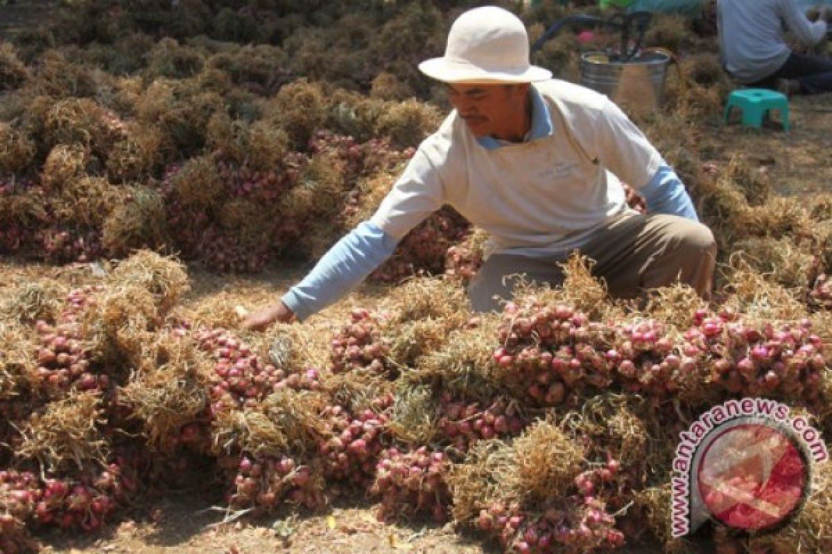 Petani Balikpapan Berhasil Panen Bawang