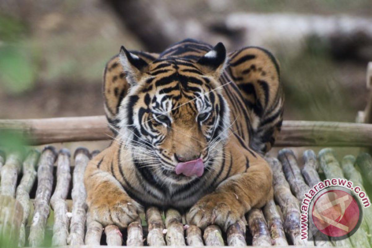 Di Bengkulu , Harimau Sumatera tersisa 17 ekor