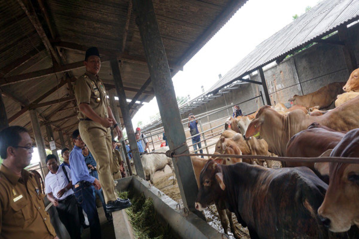 Bupati Lampung Tengah Resmikan Kampung Ternak  