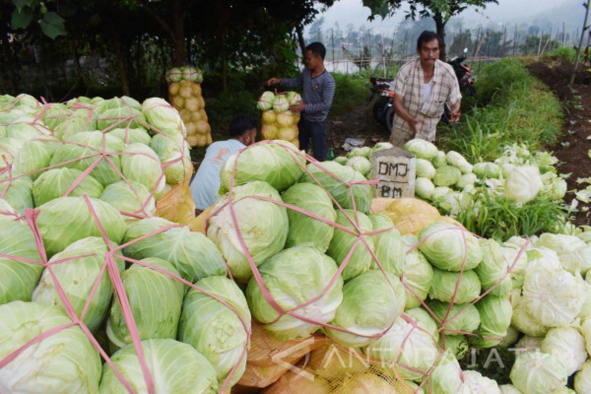 Petani: Harga Kubis di Magetan Naik