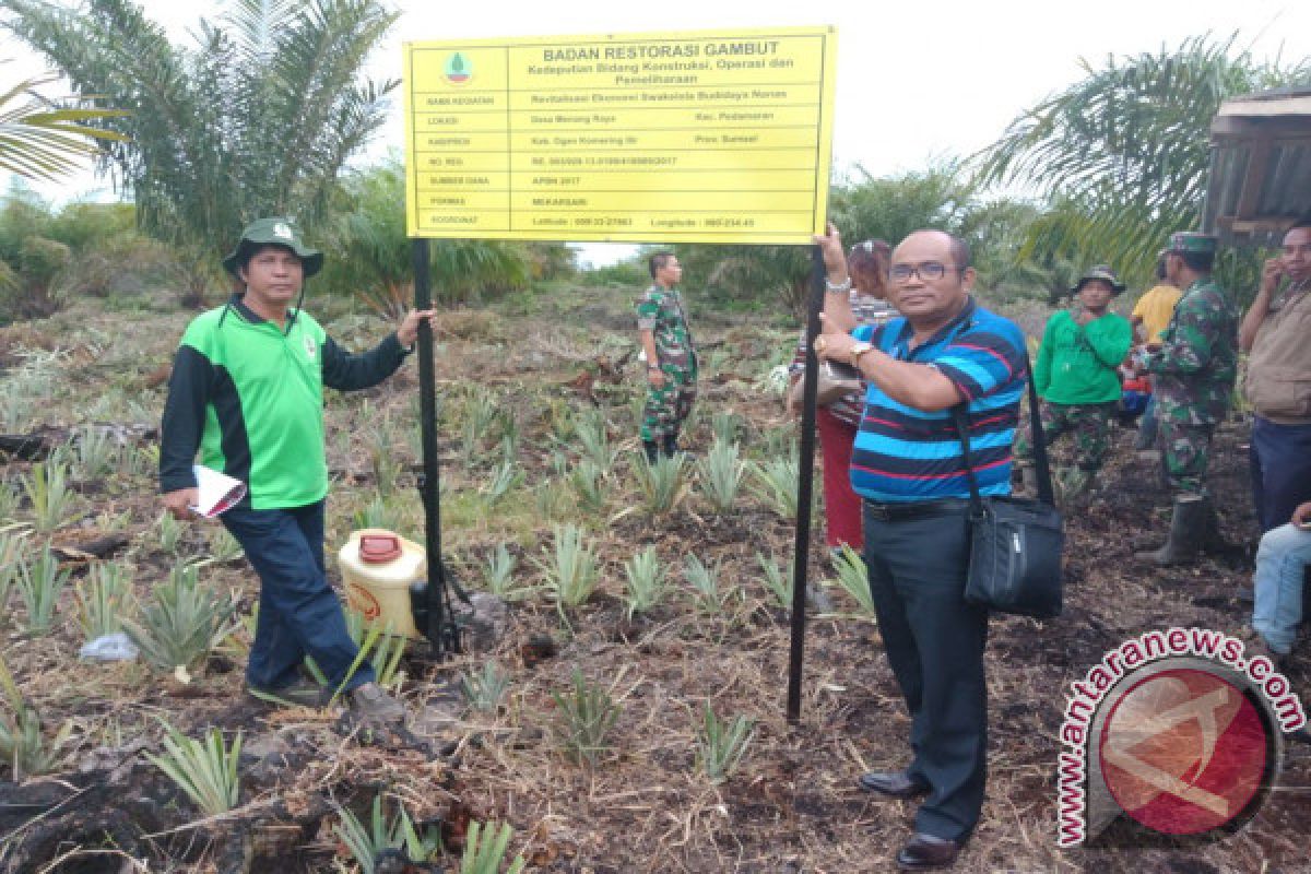 TRG Kalsel Lirik Budidaya Nanas Di Lahan Gambut 