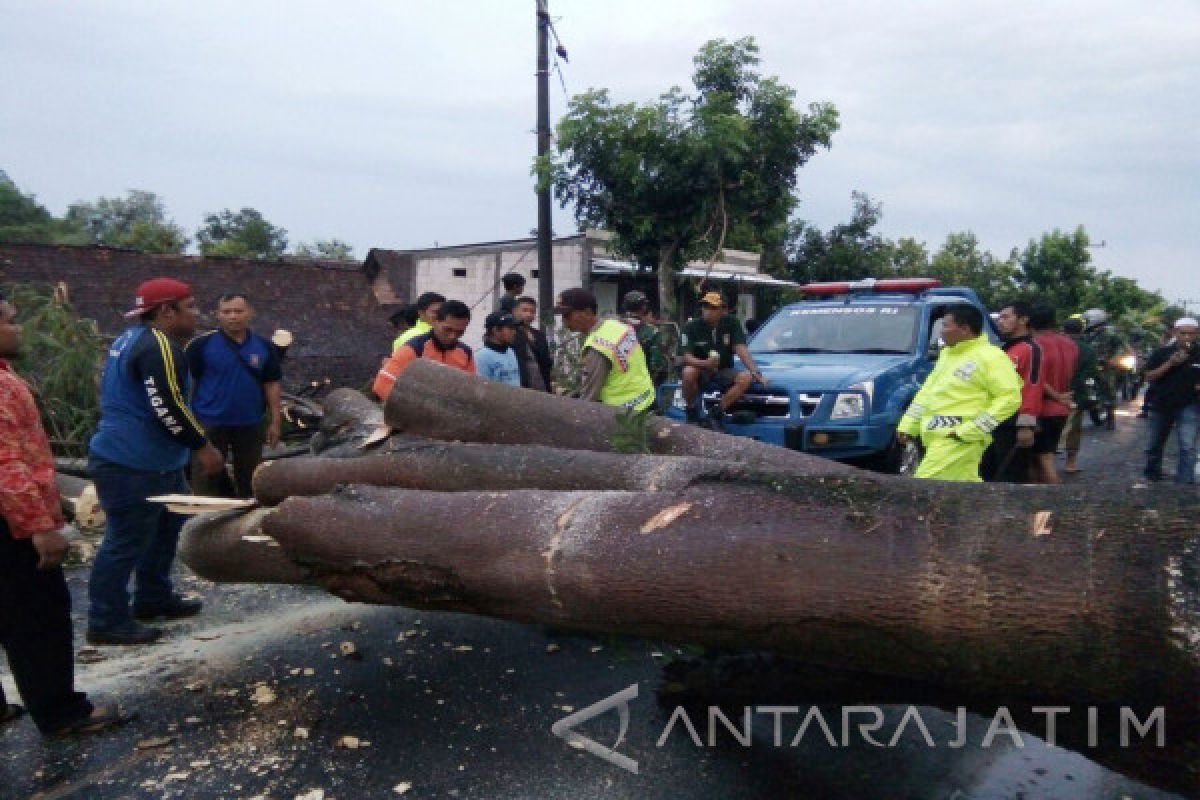 Pengendara Motor di Ngawi Terluka Akibat Tertimpa Pohon Tumbang