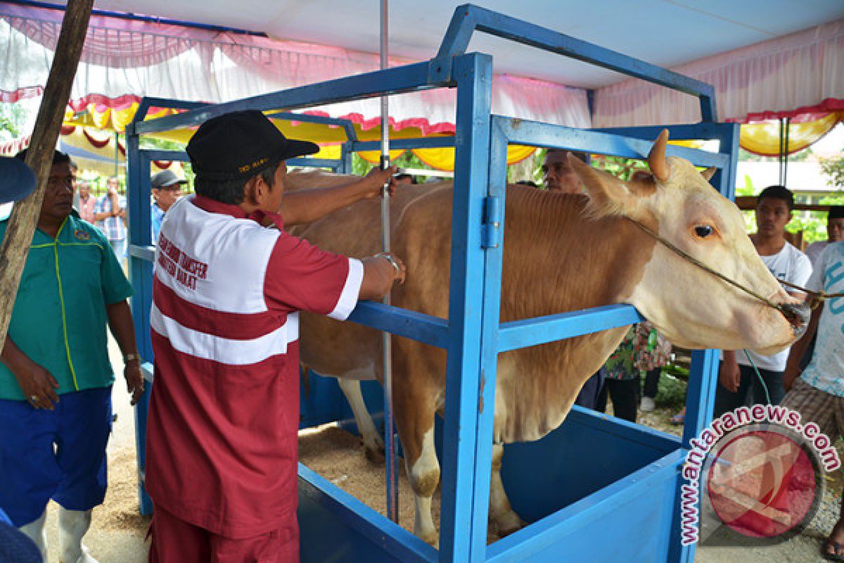 Agam Gelar Kontes Sapi Unggulan Tingkatkan Kualitas