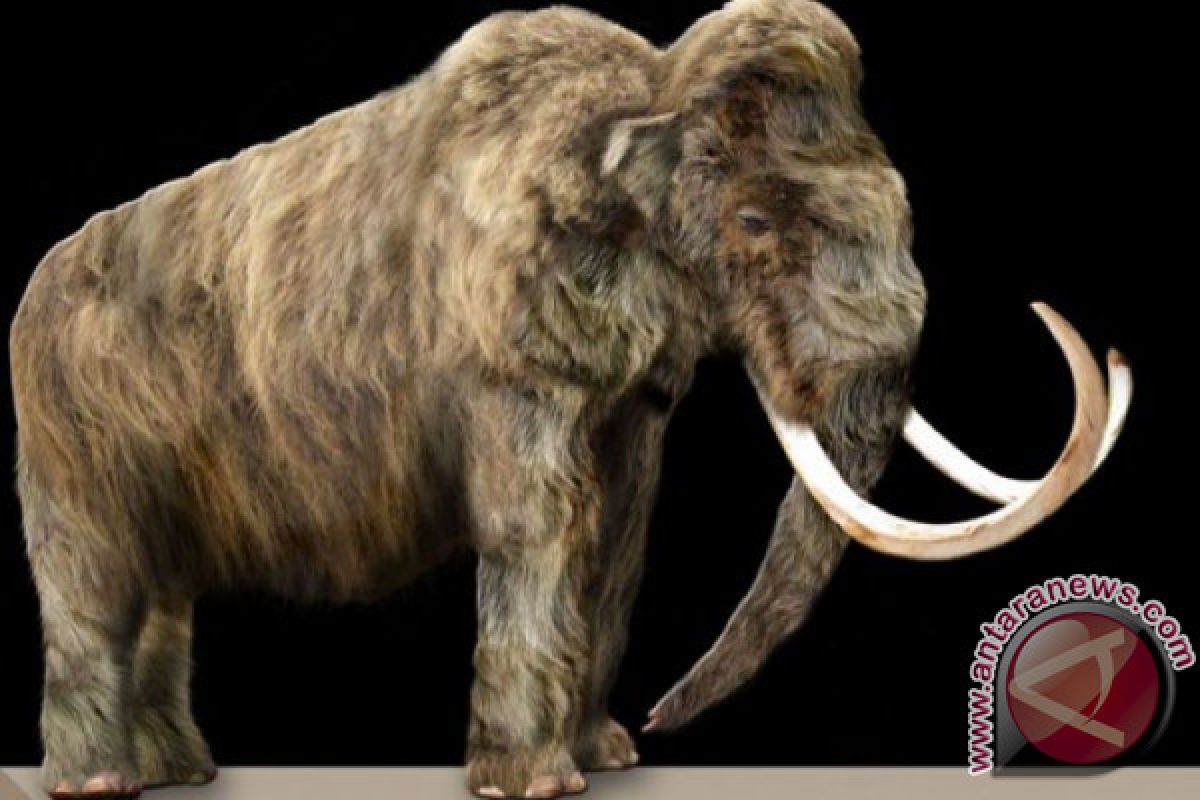 Kerangka mammoth terjual sekitar 550.000 euro di sebuah lelang