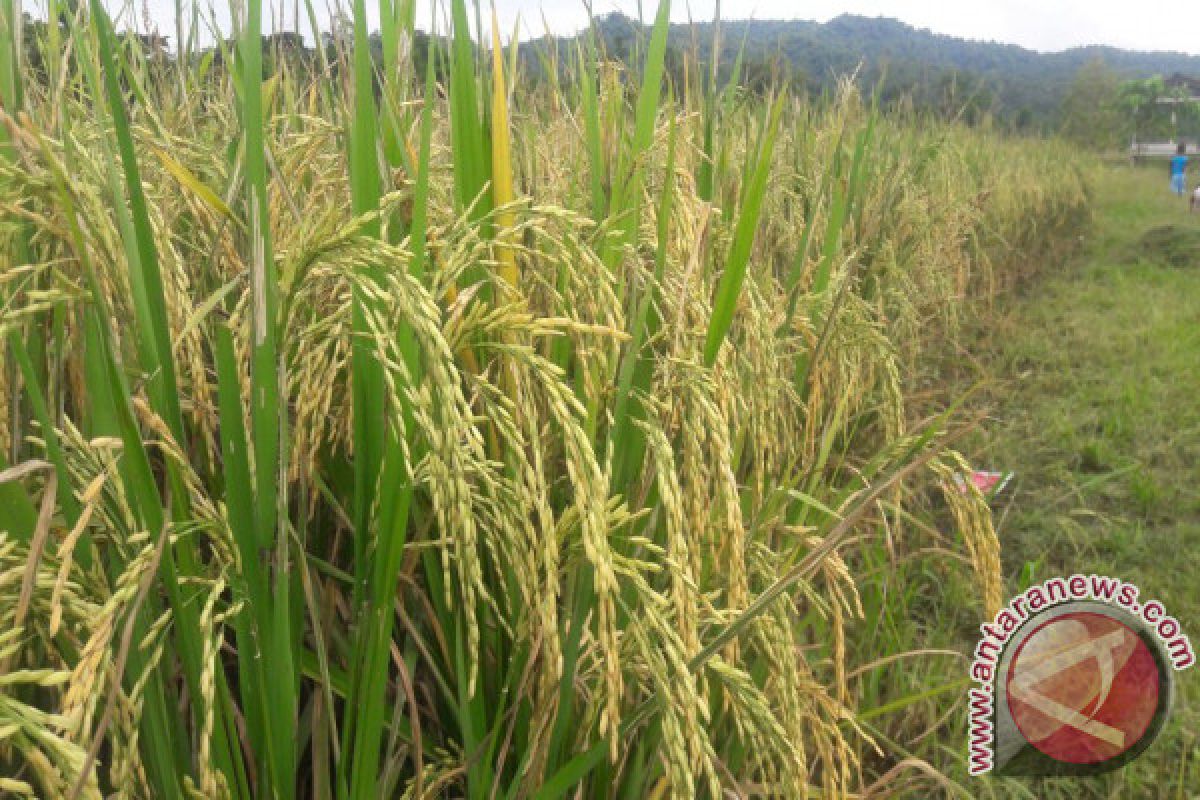 Jaringan irigasi pertanian di Kampung Sobei Teluk Wondama kurang optimal