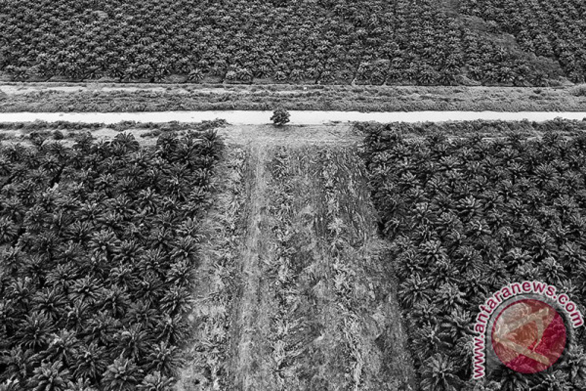 Penjualan benih sawit PPKS tertinggi di Indonesia