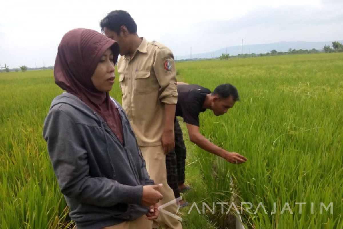 1.500 Hektare Padi Bojonegoro Diserang Bakteri 