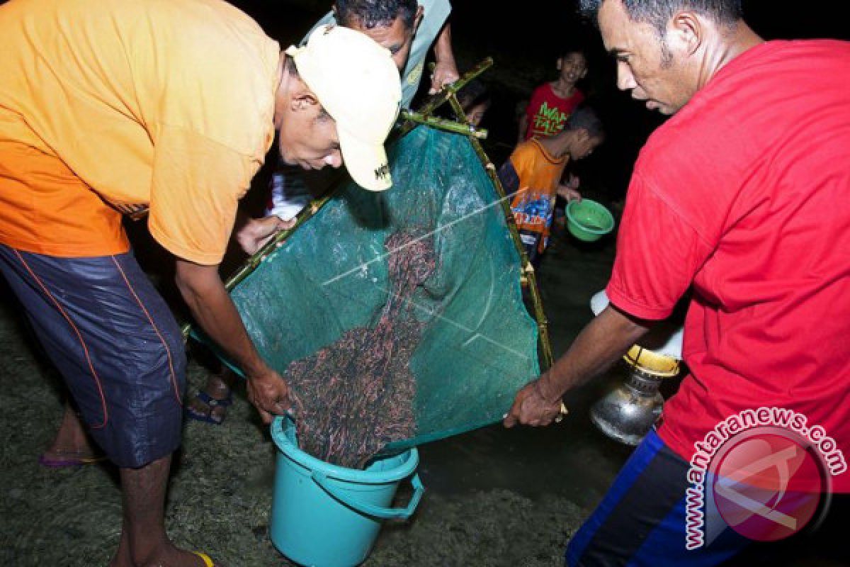 Cacing Laut di Keffing Dipanen Setiap Bulan