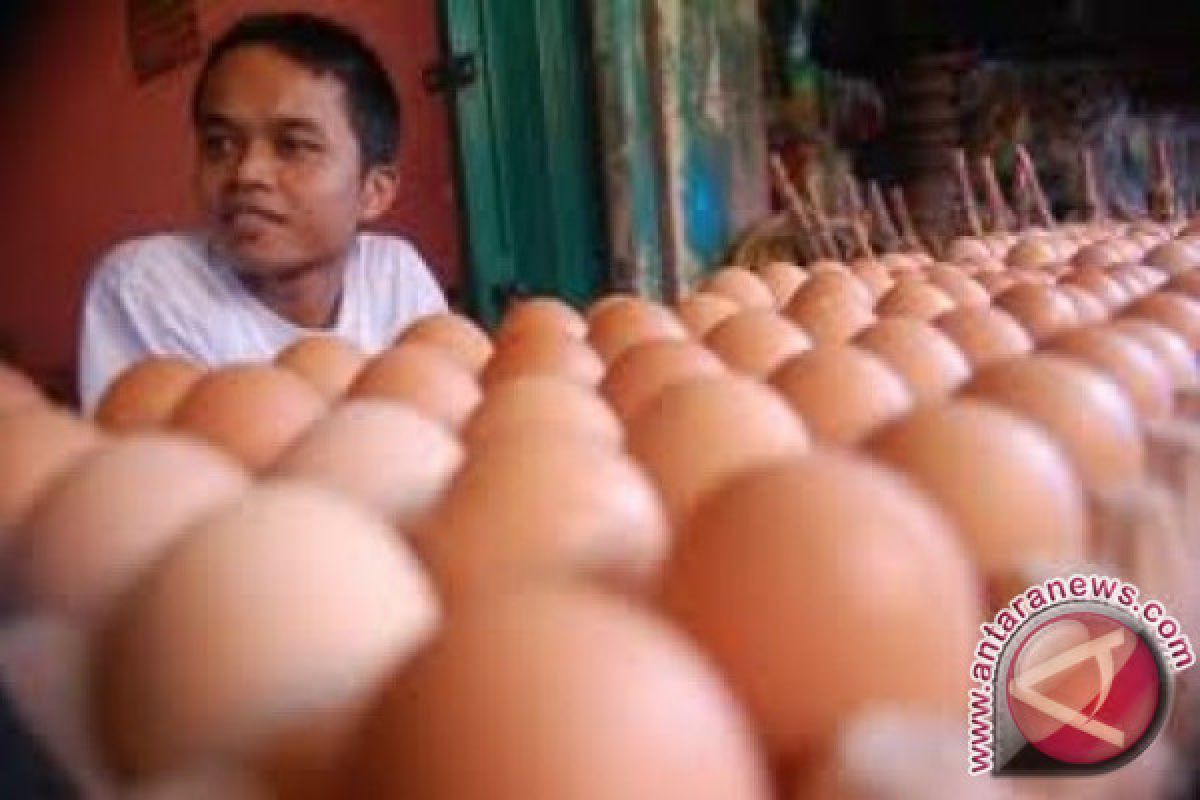 Harga telur di Balikpapan belum turun