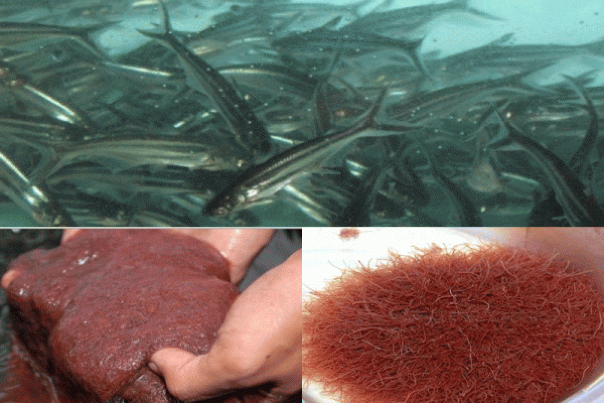 Peneliti IPB Kombinasikan Cacing Sutra (Tubifex) Dan Pakan Buatan Untuk Larva Ikan Patin