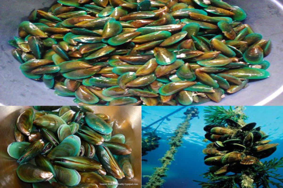 Peneliti IPB Manfaatkan Kerang Hijau sebagai Alternatif Bahan Baku Pakan Ikan