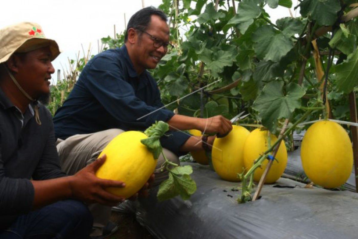 Bertanam Sayur Di Pinggir Jakarta