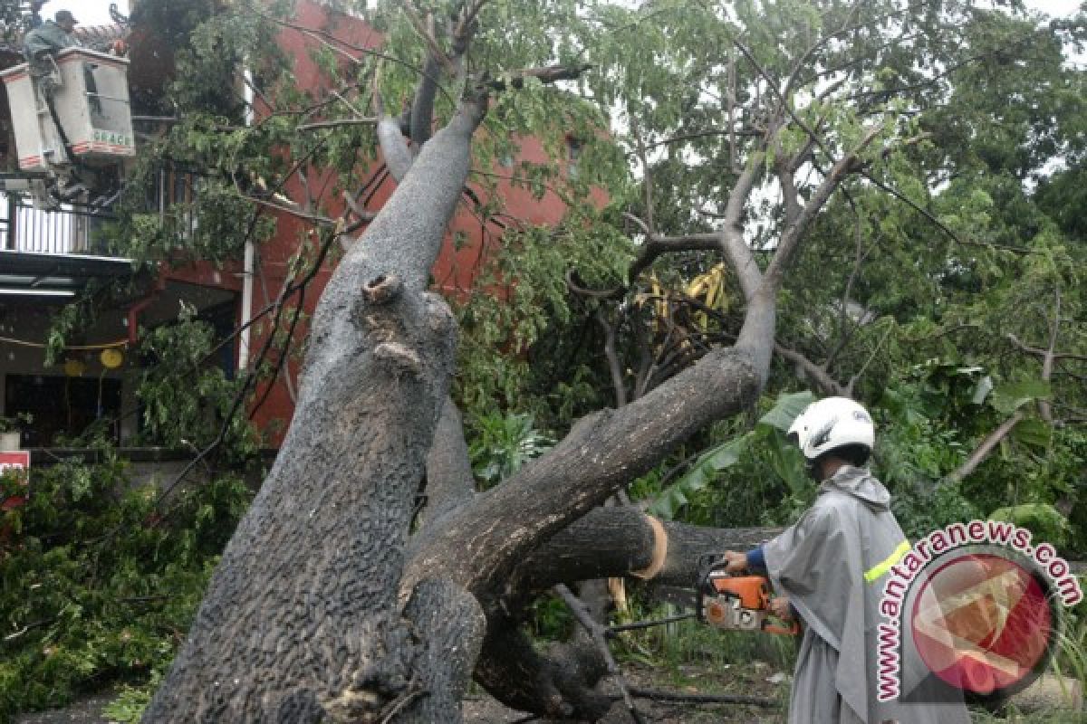 Sembilan pohon tumbang akibat hujan di Padang