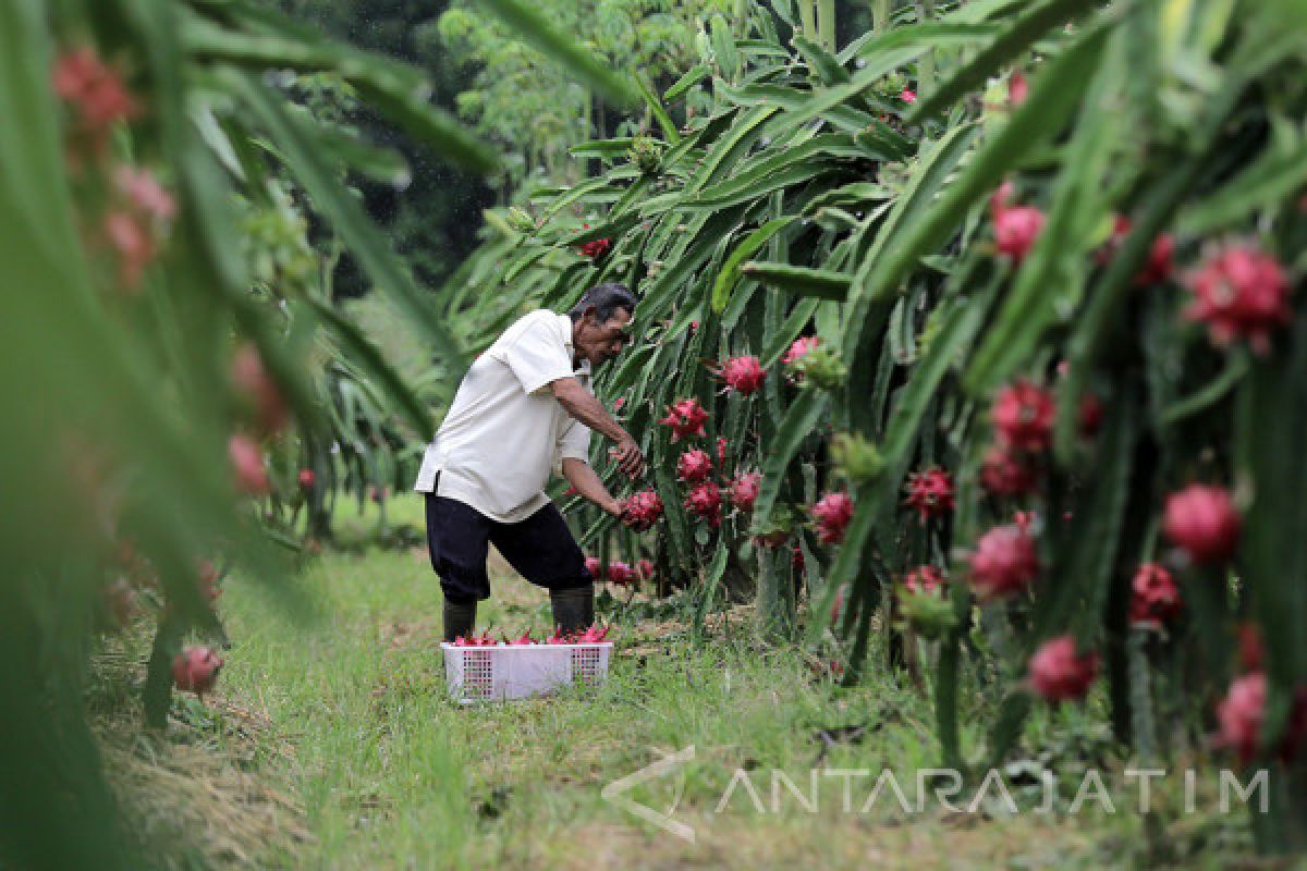 Indonesia siap pasok buah naga ke Tiongkok