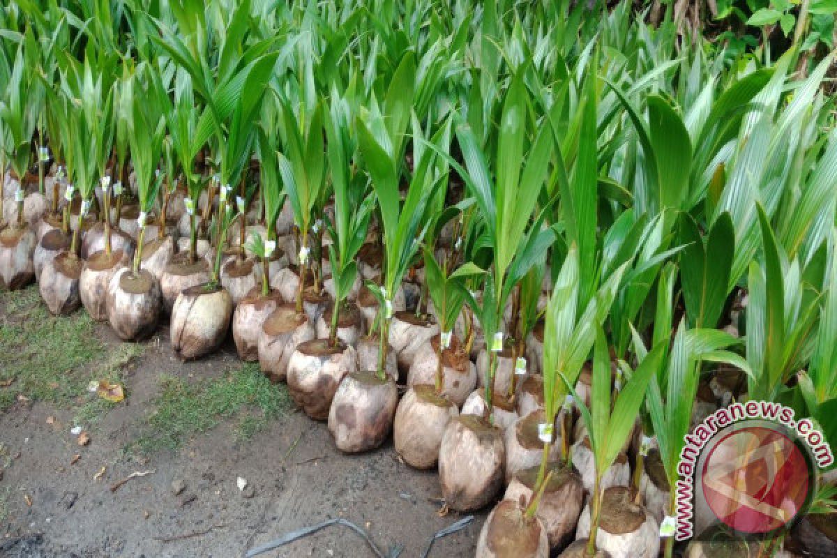 Peremajaan kelapa di Padang Pariaman, 68.800 bibit siap digelontorkan