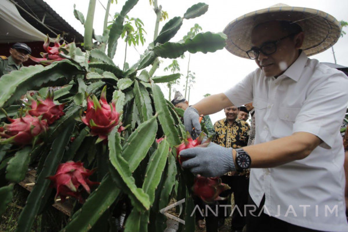 Banyuwangi Kembangkan Buah Naga Organik 