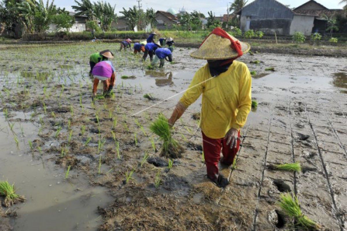 Pemkab Tangerang Maksimalkan Lahan Pertanian