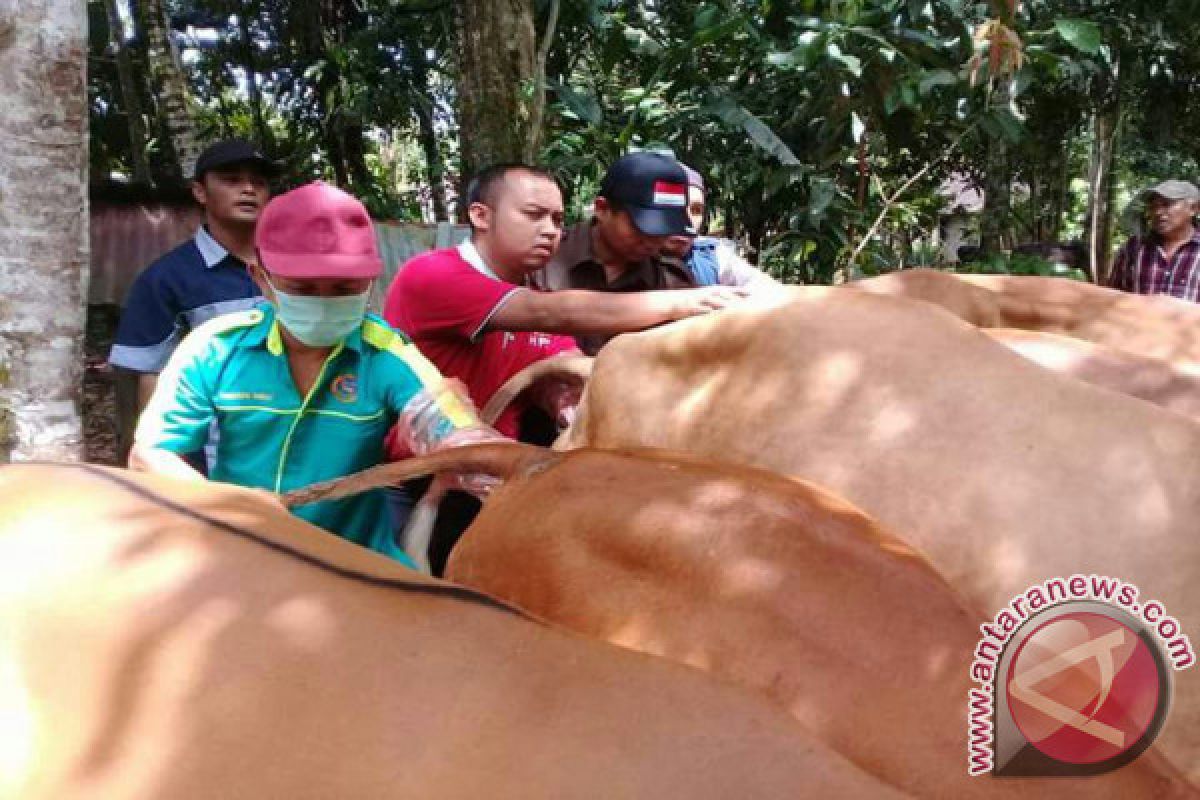 Mentawai terima bantuan inseminasi buatan peternakan