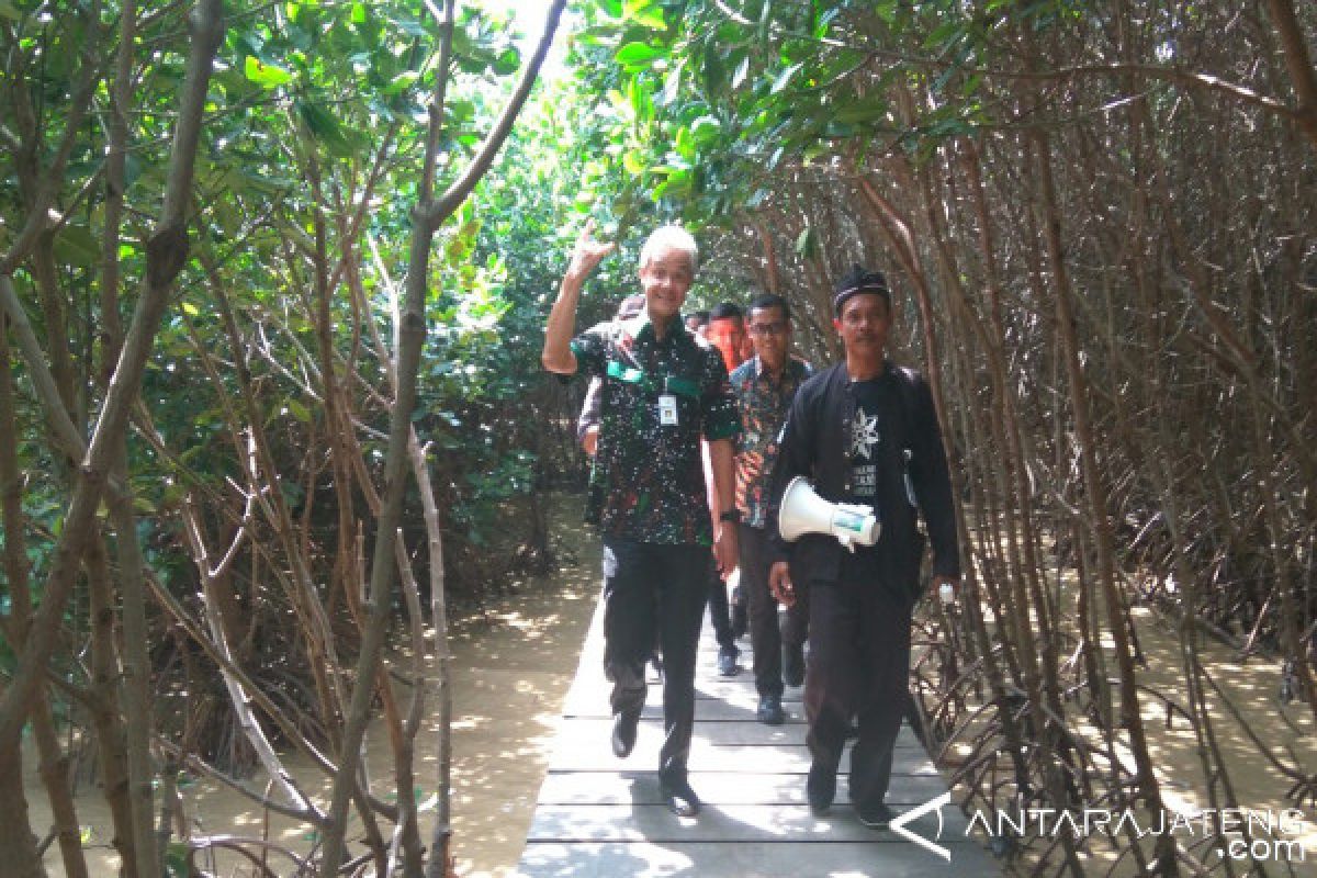 Wisata hutan mangrove Brebes harus digarap serius