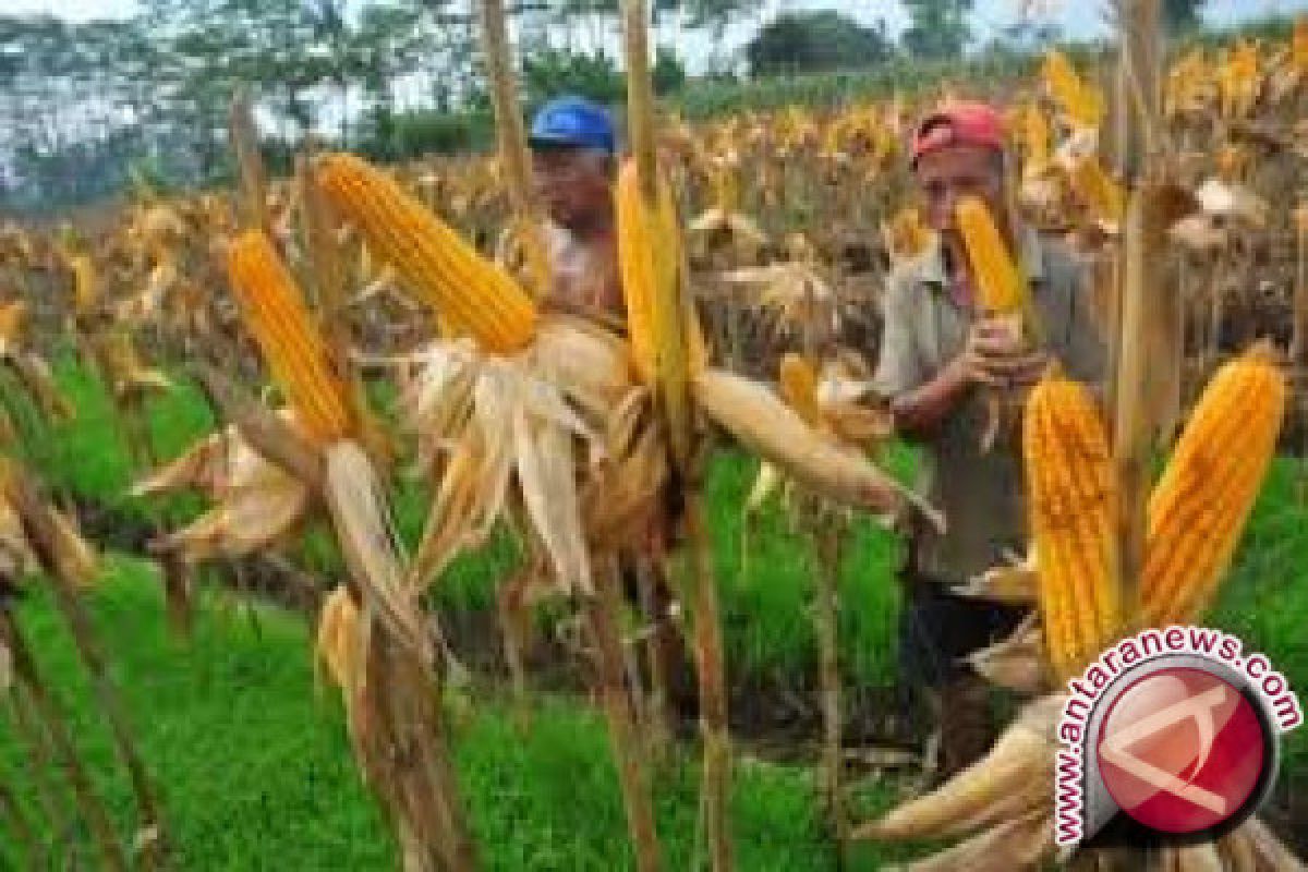 Long Hubung Mahulu Akan Jadi Sentra Jagung 