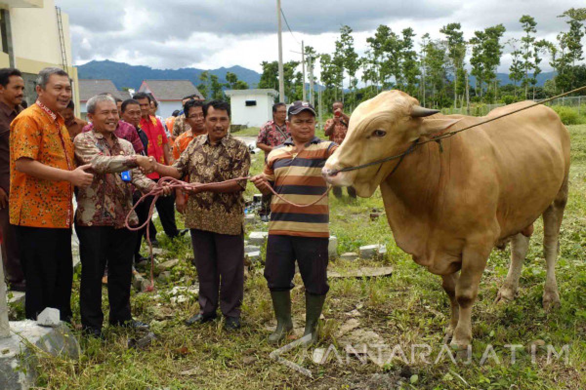 Penyaluran Kredit Kemitraan kepada Peternak Sapi di PTPN XII (Video)