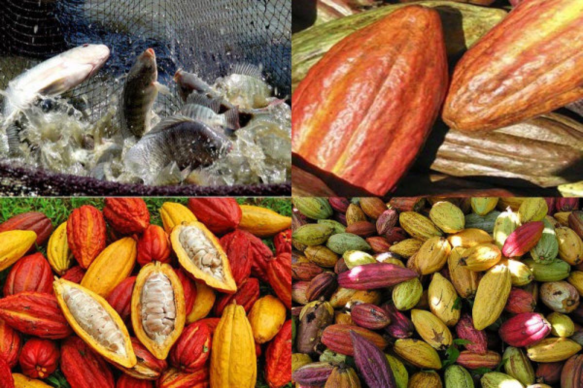 Tingkatkan Kualitas Pakan Ikan Nila Dengan Kulit Kakao