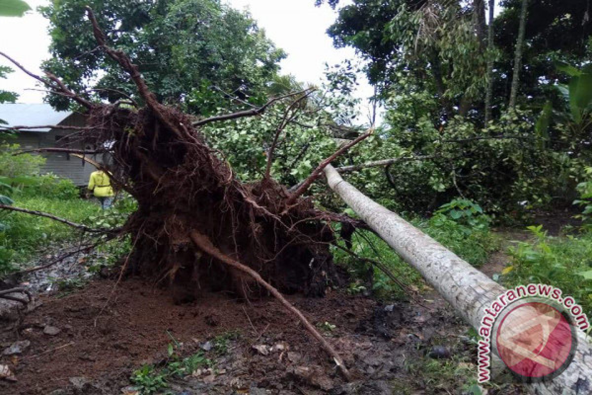 Cuaca Buruk Di Barabai Robohkan Pepohonan