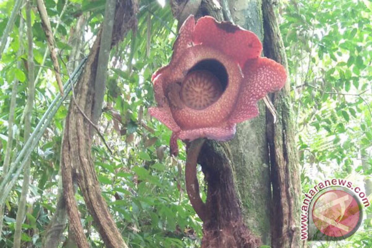 Rafflesia Gadutensis mekar sempurna di Bengkulu Utara