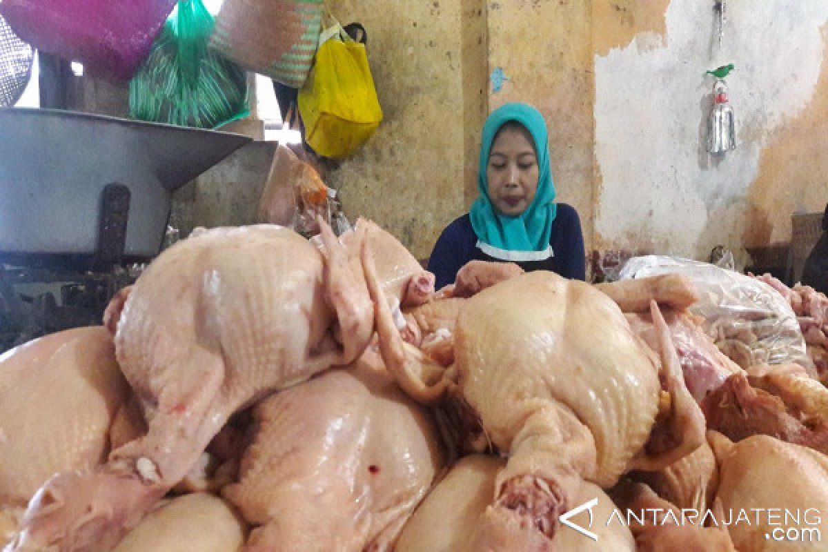 Harga daging ayam di Temanggung merangkak naik