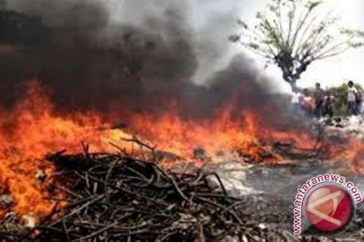 Belasan hektare lahan gambut di Penajam terbakar