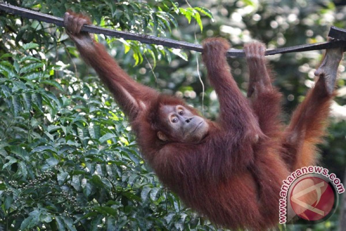 Populasi Orangutan Sumatera Kawasan Ekosistem Leuser tersisa 13.000