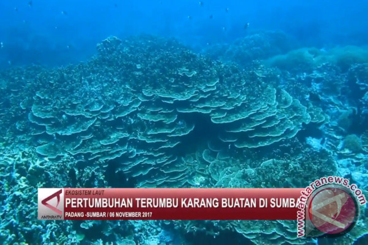 70 persen terumbu karang di Sumbar rusak akibat suhu air