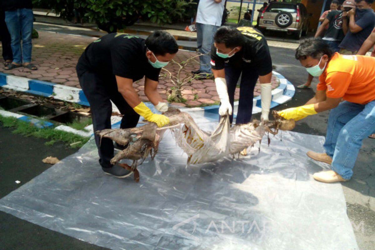 Dikira Bangkai Tikus, Mayat Ditemukan Membusuk di Selokan Gudang Bulog Tulungagung