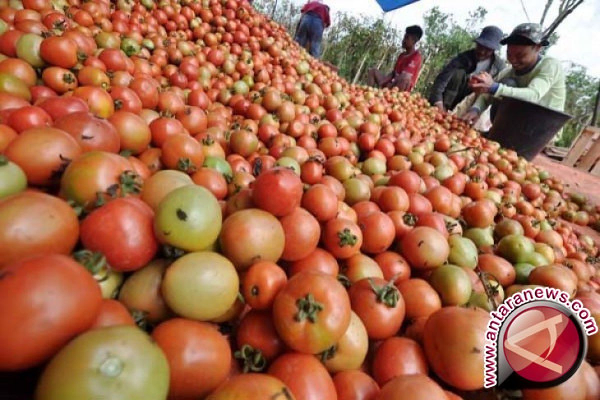 Konsumsi Apel dan Tomat Bantu Perbaiki Paru-Paru Perokok