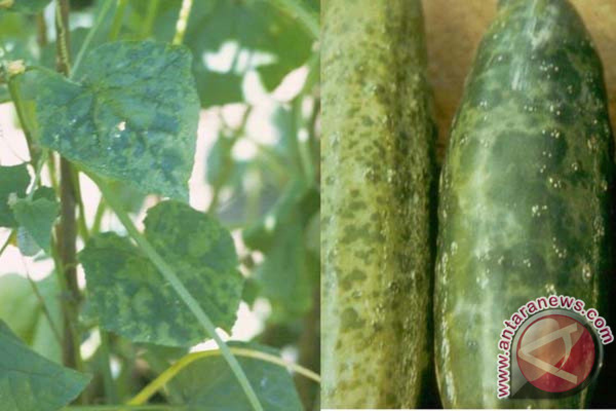 Mahasiswa IPB Manfaatkan  Rumput Laut Untuk Cegah Serangan Virus Tanaman