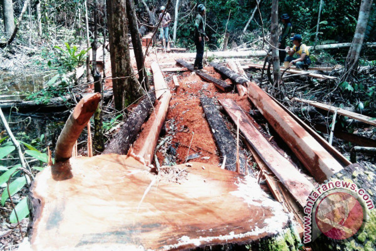 Usai ditetapkan tersangka ilegal logging, direktur perusahaan ini tiba-tiba sakit