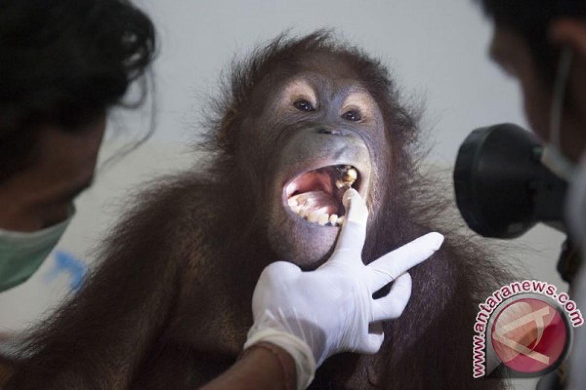 Indonesia perlu melakukan mitigasi mendalam tentang zoonosis, kata pakar zoologi