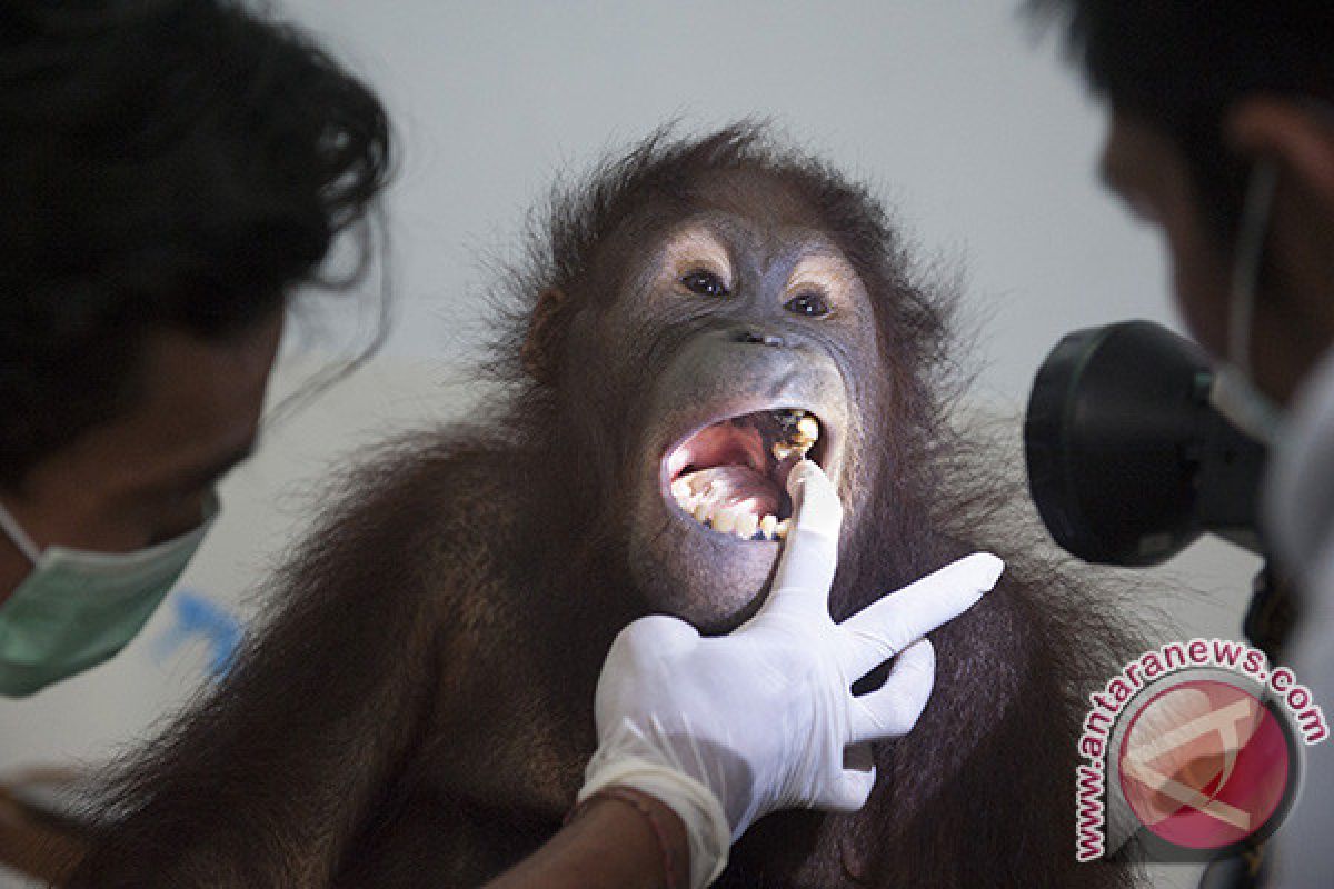 Bali Zoo periksa kesehatan orangutan