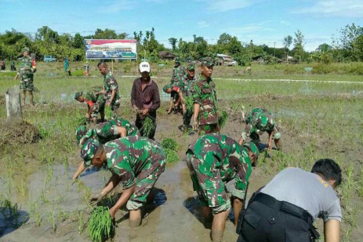 Dukungan TNI dalam mewujudkan ketahanan pangan di Mimika