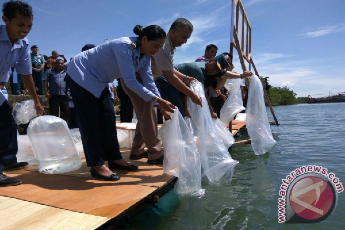 10.000 Benih Ikan Ditebar di Teluk Ambon