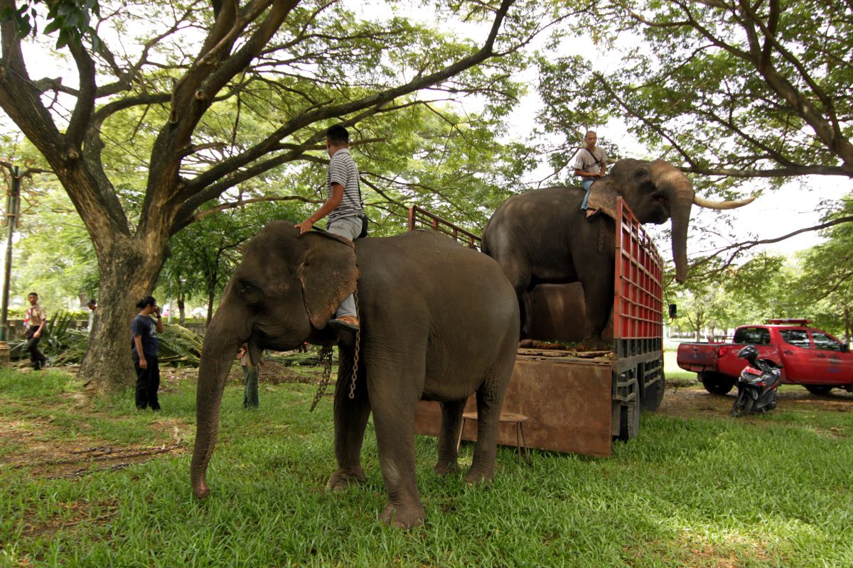 16 gajah sumatera huni PLG Minas Riau