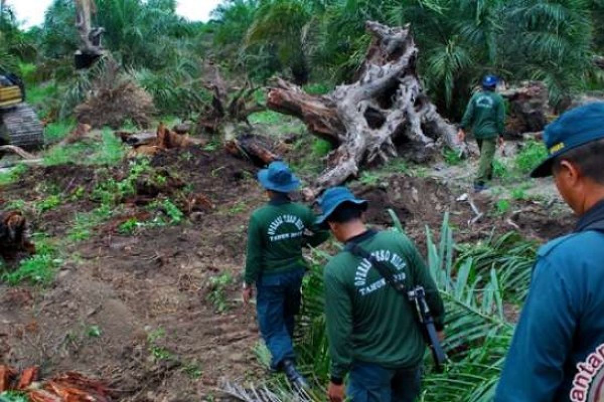 Dari 81.000 Hektare Lahan TNTN, Kini Hanya Tinggal20.000 Hecktare Saja