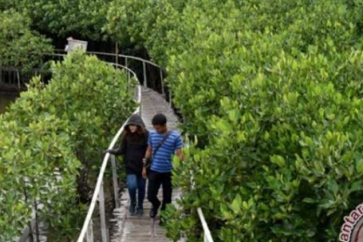 Dukung Kunjungan Wisatawan, Pariaman Bangun Jalur Penelusuran Wisata Mangrove