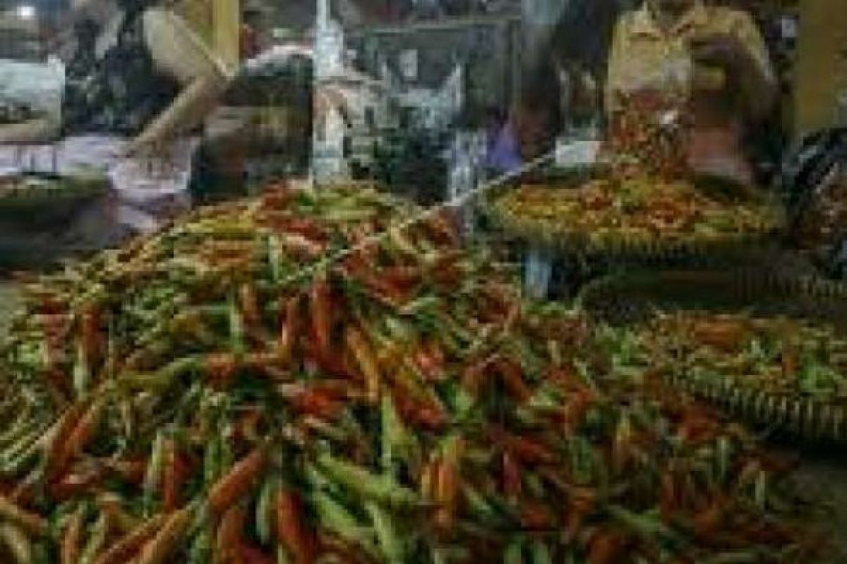 Harga Cabai Rawit Pekanbaru Diecer Rp70.000/Kg