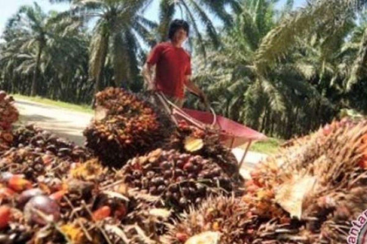 Harga CPO di Jambi naik Rp164 per kg