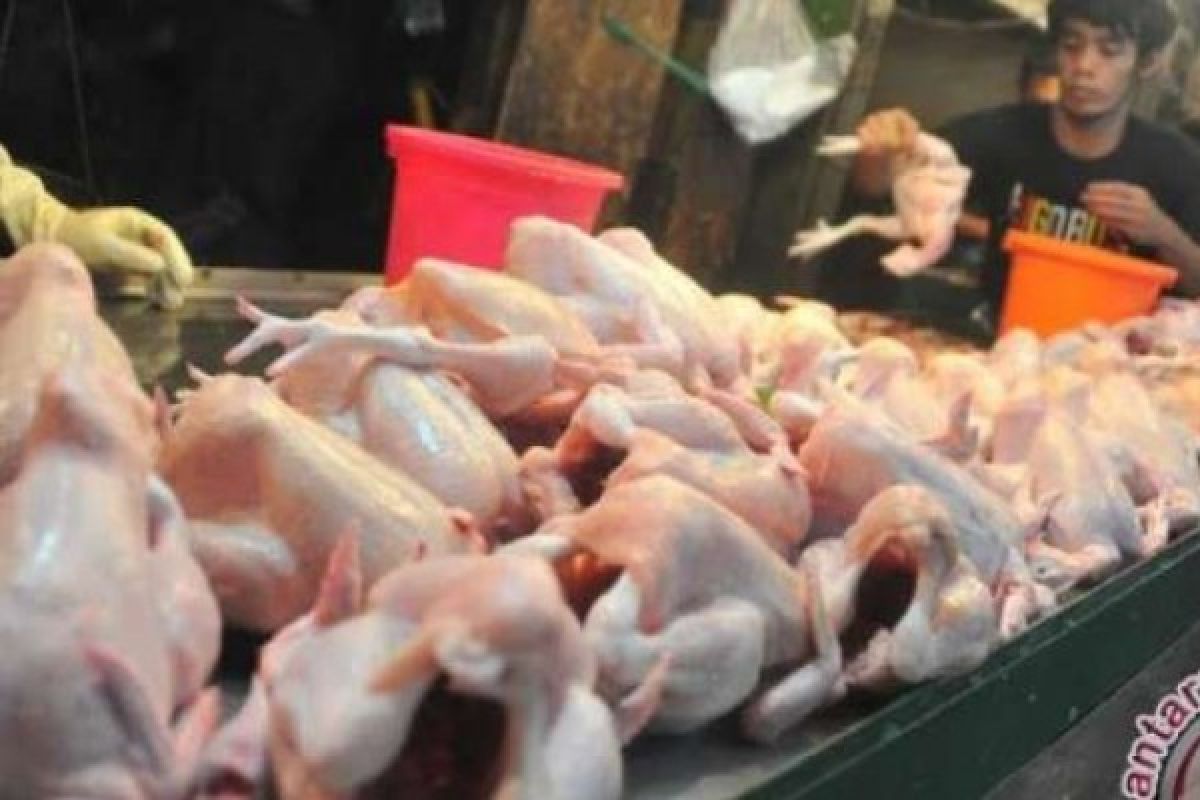 Jelang Akhir Tahun, Harga Ayam Di Inhil Tembus Rp40 Ribu/Kilogram 