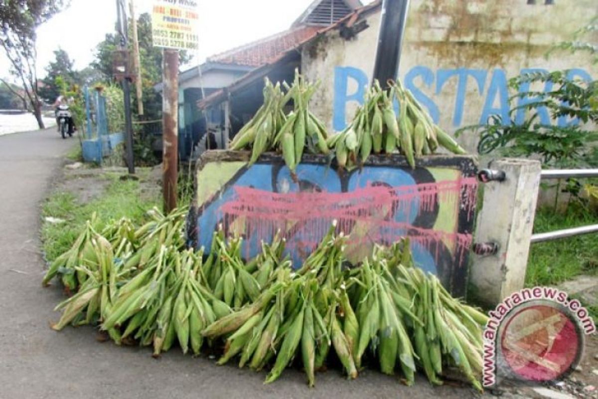 Pedagang jagung bermunculan