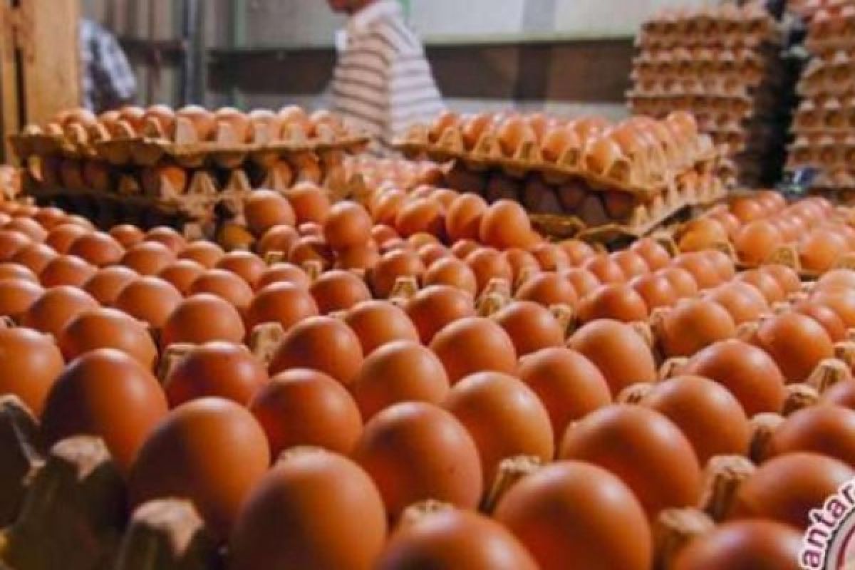 Siasati Kenaikan Harga, Warga Pekanbaru Incar Telur Berukuran Kecil