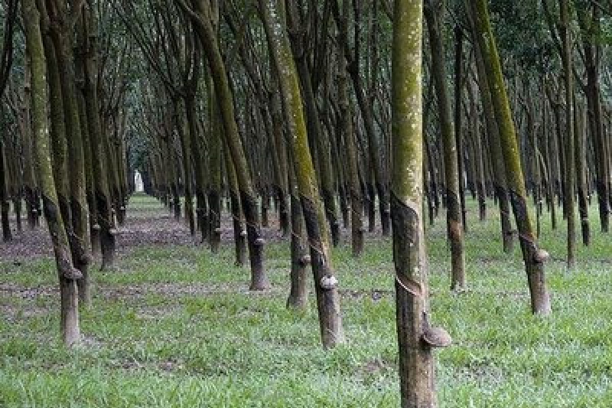 Aceh Barat bangkitkan ekonomi dari karet